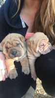 Chinese Shar Pei Puppies for sale in Cartersville, GA, USA. price: NA