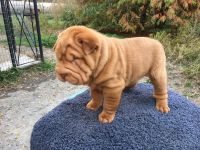 Chinese Shar Pei Puppies for sale in Alberta Ave, Staten Island, NY 10314, USA. price: NA