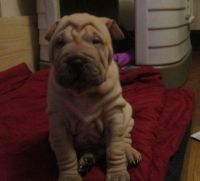 Chinese Shar Pei Puppies for sale in Youngstown, OH, USA. price: NA