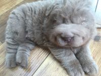 Chinese Shar Pei Puppies for sale in Des Moines, IA, USA. price: NA