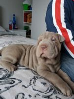 Chinese Shar Pei Puppies for sale in Jackson, MS, USA. price: NA
