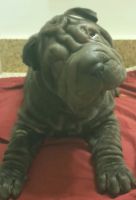 Chinese Shar Pei Puppies for sale in Cincinnati, OH, USA. price: NA