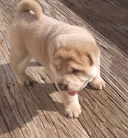 Chinese Shar Pei Puppies for sale in Carlsbad, CA, USA. price: NA
