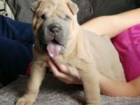 Chinese Shar Pei Puppies for sale in Boston, MA 02114, USA. price: NA