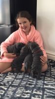 Chinese Shar Pei Puppies for sale in Colorado Springs, CO, USA. price: NA