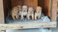 Chinese Shar Pei Puppies Photos