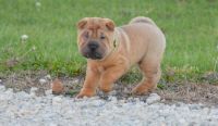 Chinese Shar Pei Puppies for sale in New York, NY, USA. price: NA