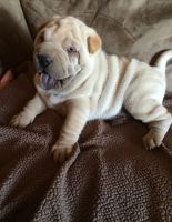 Chinese Shar Pei Puppies for sale in Tucson, AZ, USA. price: NA
