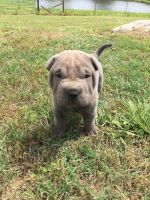 Chinese Shar Pei Puppies for sale in Sacramento, CA, USA. price: NA