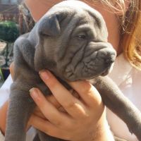 Chinese Shar Pei Puppies for sale in 10001 US-4, Whitehall, NY 12887, USA. price: NA