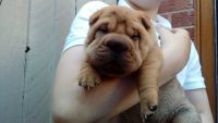 Chinese Shar Pei Puppies for sale in Chicago, IL 60674, USA. price: NA