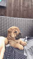 Chinese Shar Pei Puppies for sale in Little Rock, AR 72211, USA. price: NA