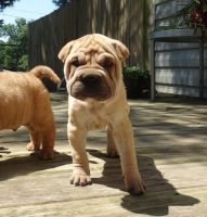 Chinese Shar Pei Puppies for sale in Beverly Hills, CA 90210, USA. price: NA