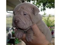 Chinese Shar Pei Puppies for sale in TX-249, Houston, TX, USA. price: NA