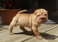 Chinese Shar Pei Puppies for sale in Boston, MA, USA. price: NA