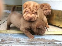 Chinese Shar Pei Puppies for sale in Pittsburgh, PA, USA. price: NA