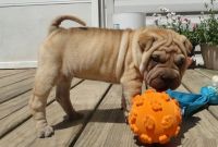 Chinese Shar Pei Puppies for sale in Los Angeles, CA, USA. price: NA