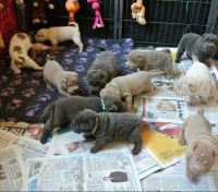 Chinese Shar Pei Puppies for sale in Clifton, NJ, USA. price: NA