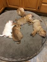 Chinese Shar Pei Puppies for sale in Point Mugu, California 90265, USA. price: NA