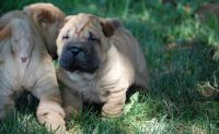 Chinese Shar Pei Puppies for sale in Hopkins, SC 29061, USA. price: NA