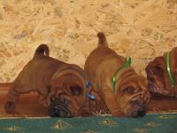 Chinese Shar Pei Puppies for sale in Jacksonville, FL, USA. price: NA