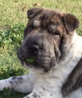 Chinese Shar Pei Puppies for sale in Sacramento, CA, USA. price: NA