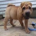 Chinese Shar Pei Puppies for sale in Minneapolis, MN, USA. price: NA