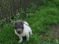 Chinese Shar Pei Puppies for sale in New Eagle, PA 15067, USA. price: NA