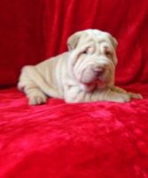 Chinese Shar Pei Puppies for sale in 2018 Elizabeth St, Springfield, IL 62702, USA. price: NA