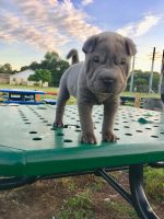 Chinese Shar Pei Puppies for sale in Seaford, DE 19973, USA. price: NA