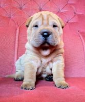 Chinese Shar Pei Puppies for sale in Columbus, OH 43215, USA. price: NA