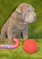 Chinese Shar Pei Puppies for sale in Chicago, IL 60638, USA. price: NA
