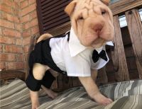 Chinese Shar Pei Puppies for sale in 700 W 5th St, San Pedro, CA 90731, USA. price: NA