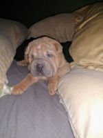 Chinese Shar Pei Puppies for sale in Kingsport, TN, USA. price: NA