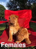 Chinese Shar Pei Puppies for sale in Vineland, NJ, USA. price: NA