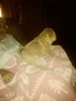 Chinese Shar Pei Puppies for sale in Greenville, TX, USA. price: NA