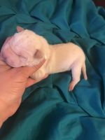 Chinese Shar Pei Puppies for sale in Mebane, NC 27302, USA. price: NA