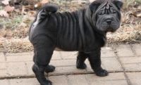 Chinese Shar Pei Puppies for sale in Kansas City, KS 66117, USA. price: NA