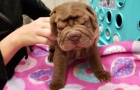 Chinese Shar Pei Puppies for sale in Birmingham, AL 35232, USA. price: NA