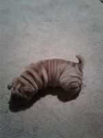 Chinese Shar Pei Puppies for sale in Lodi, CA, USA. price: NA