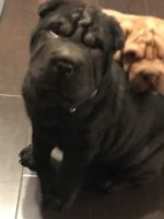 Chinese Shar Pei Puppies for sale in Long Beach, CA 90805, USA. price: NA
