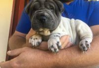 Chinese Shar Pei Puppies for sale in Springfield, MA 01119, USA. price: NA