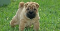 Chinese Shar Pei Puppies for sale in Little Rock, AR 72206, USA. price: NA