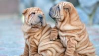 Chinese Shar Pei Puppies for sale in Detroit, MI 48219, USA. price: NA