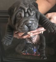 Chinese Shar Pei Puppies for sale in Fort Lesley J. McNair, DC 20024, USA. price: NA