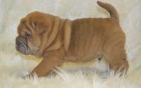 Chinese Shar Pei Puppies for sale in Cambridge, MA 02141, USA. price: NA