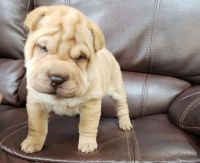 Chinese Shar Pei Puppies for sale in Portland, OR 97213, USA. price: NA