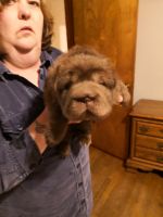 Chinese Shar Pei Puppies for sale in New Eagle, PA 15067, USA. price: NA