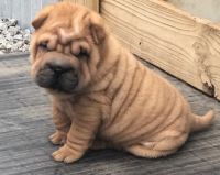 Chinese Shar Pei Puppies for sale in Little Rock, AR 72204, USA. price: NA