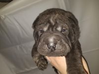 Chinese Shar Pei Puppies for sale in Greensboro, NC, USA. price: NA